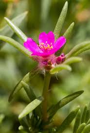 Attēlu rezultāti vaicājumam “Carex pilosa flower”