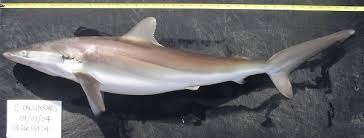 Image result for Carcharhinus falciformis