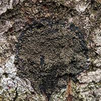 Attēlu rezultāti vaicājumam “Parmeliella triptophylla”