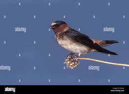 Image result for Petrochelidon pyrrhonota