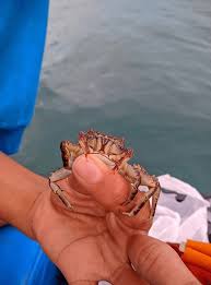 Image result for Cancer irroratus