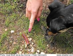 Attēlu rezultāti vaicājumam “Cossus cossus larva”