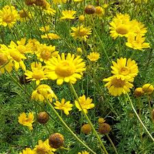 Image result for Färberkamille