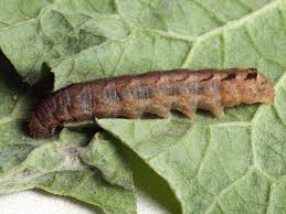 Attēlu rezultāti vaicājumam “Xestia triangulum”