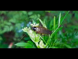 Attēlu rezultāti vaicājumam “Ectobius sylvestris nymph”