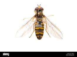 Attēlu rezultāti vaicājumam “Episyrphus balteatus”