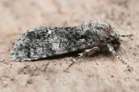 Attēlu rezultāti vaicājumam “Acronicta rumicis”