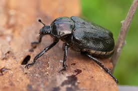 Attēlu rezultāti vaicājumam “Osmoderma barnabita”