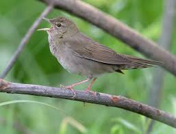 Image result for Locustella fluviatilis