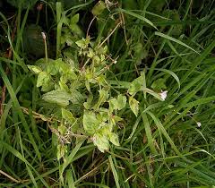 Attēlu rezultāti vaicājumam “Epilobium montanum leaf”