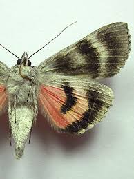 Attēlu rezultāti vaicājumam “Catocala pacta”