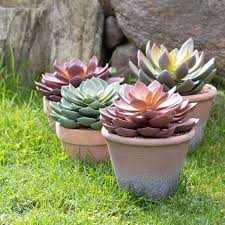 Image result for Mehikasvi