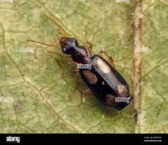 Attēlu rezultāti vaicājumam “Dromius quadrimaculatus”