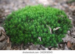 Attēlu rezultāti vaicājumam “Polytrichum strictum”