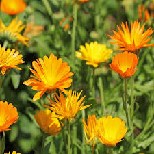 Attēlu rezultāti vaicājumam “Calendula officinalis”