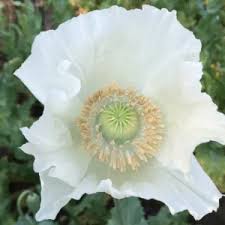 Attēlu rezultāti vaicājumam “Papaver somniferum flower”