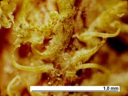Attēlu rezultāti vaicājumam “Metzgeria violacea”