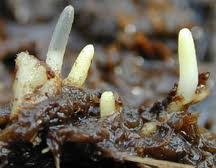 Attēlu rezultāti vaicājumam “Jungermanniopsida”