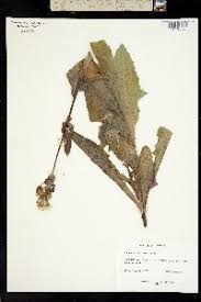 Attēlu rezultāti vaicājumam “Sonchus arvensis subsp. uliginosus bud”