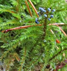 Attēlu rezultāti vaicājumam “Leiocolea rutheana sporophyte”