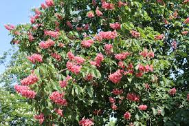 Attēlu rezultāti vaicājumam “Aesculus x hybrida flower”