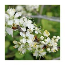 Attēlu rezultāti vaicājumam “Prunus spinosa”