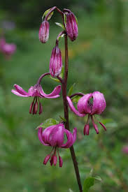 Attēlu rezultāti vaicājumam “Lilium martagon”