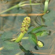 Attēlu rezultāti vaicājumam “Potamogeton perfoliatus fruit”