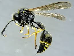 Attēlu rezultāti vaicājumam “Eumenes sp.”