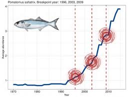 Image result for Pomatomus saltatrix