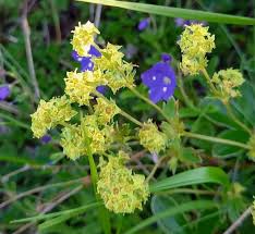 Attēlu rezultāti vaicājumam “Alchemilla subcrenata  flower”