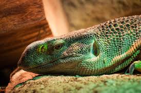 Image result for reptile scales