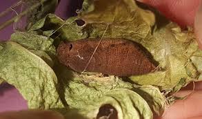 Attēlu rezultāti vaicājumam “Nymphalis pupa”