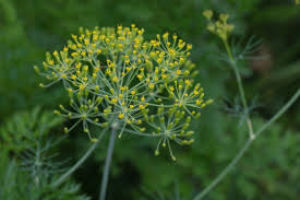 Attēlu rezultāti vaicājumam “Anethum graveolens flower”