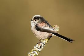 Attēlu rezultāti vaicājumam “Aegithalos caudatus adult”