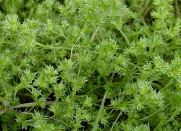 Attēlu rezultāti vaicājumam “Scleranthus annuus flower”