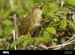 Image result for Locustella naevia