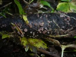 Attēlu rezultāti vaicājumam “Ombrophila violacea spores”