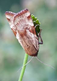 Attēlu rezultāti vaicājumam “Cryptocala chardinyi”