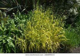 Attēlu rezultāti vaicājumam “Milium effusum”