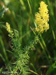 Attēlu rezultāti vaicājumam “Galium elongatum flower”
