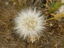 Image result for Agoseris major