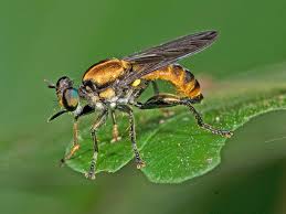 Attēlu rezultāti vaicājumam “Brachycera”