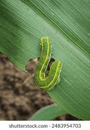 Attēlu rezultāti vaicājumam “Ceramica pisi larva”