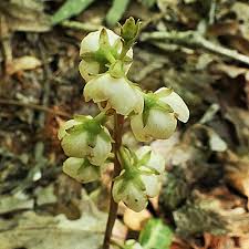 Attēlu rezultāti vaicājumam “Pyrola rotundifolia”
