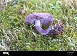 Attēlu rezultāti vaicājumam “Lepista nuda”