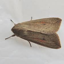 Attēlu rezultāti vaicājumam “Mythimna sp.”