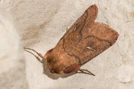 Attēlu rezultāti vaicājumam “Mythimna turca”