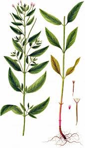 Attēlu rezultāti vaicājumam “Epilobium roseum”