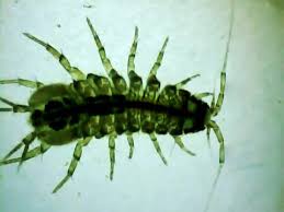 Attēlu rezultāti vaicājumam “Asellus aquaticus”